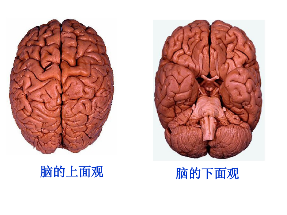 大脑的结构---副本_第3页