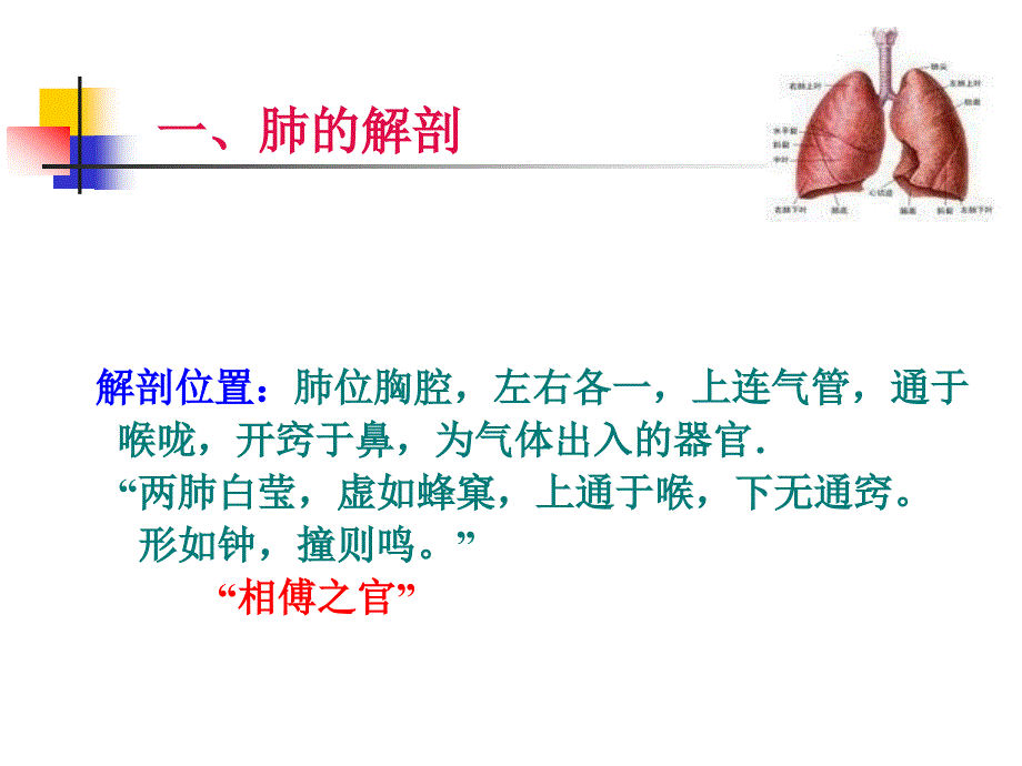 藏象-肺讲解_第3页