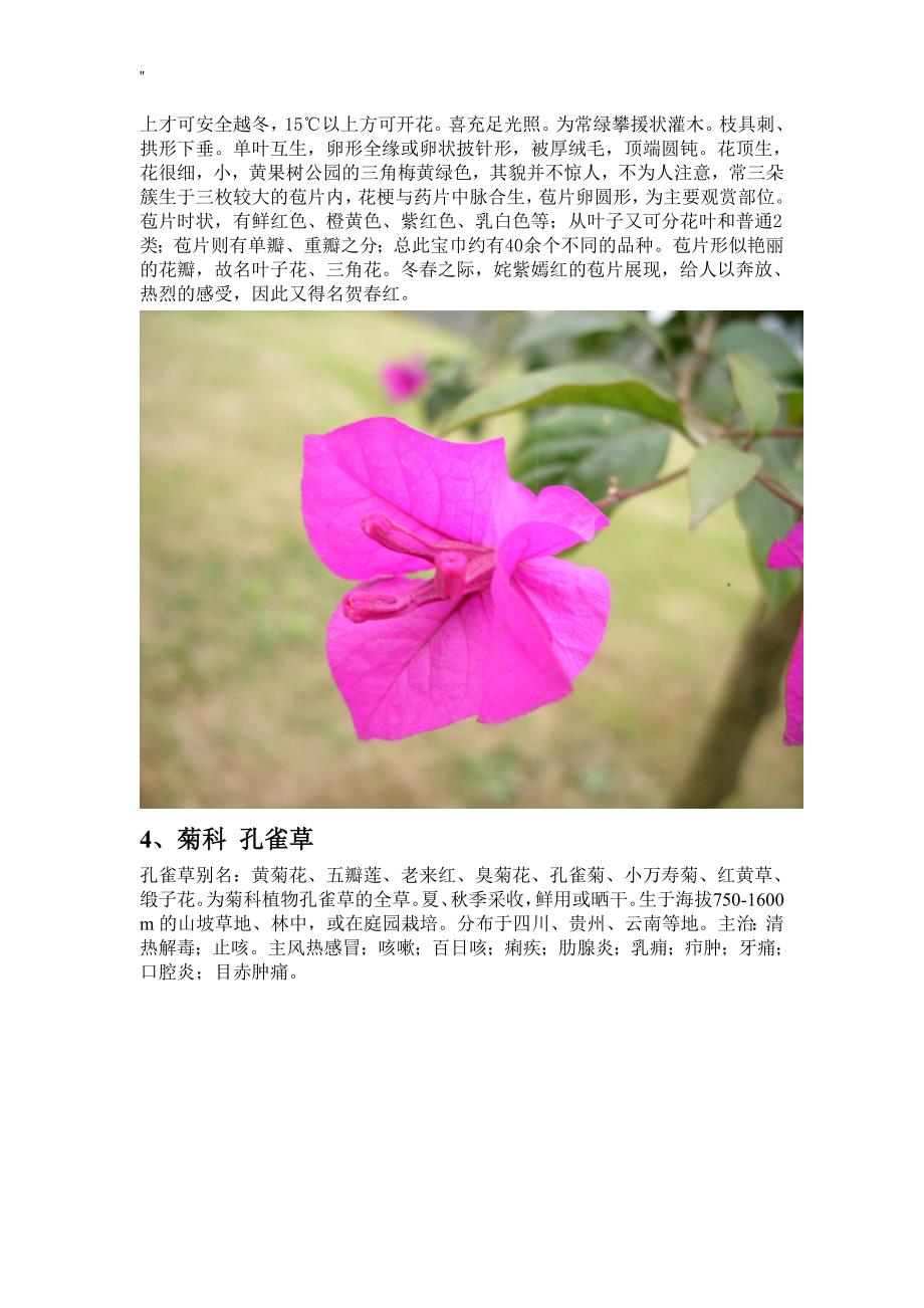 常见花品名称及其图片介绍_第3页