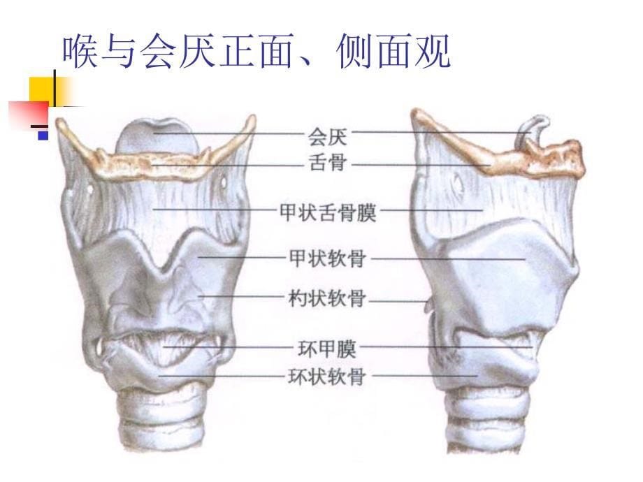 纤支镜检查顺序_第5页