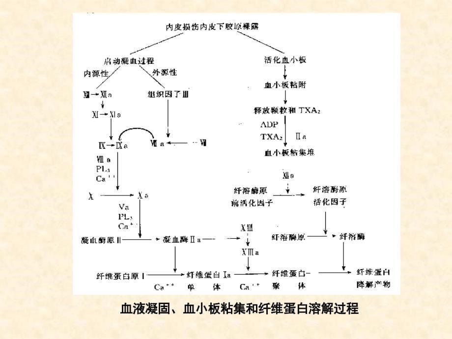 病理学第3章_第5页