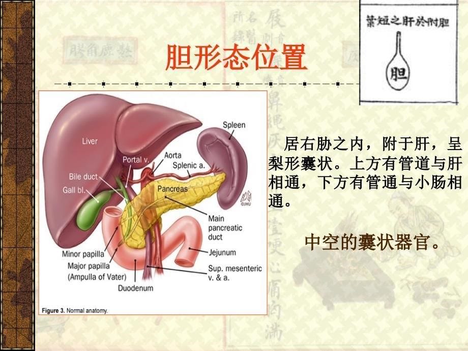 藏象六腑课件详解_第5页