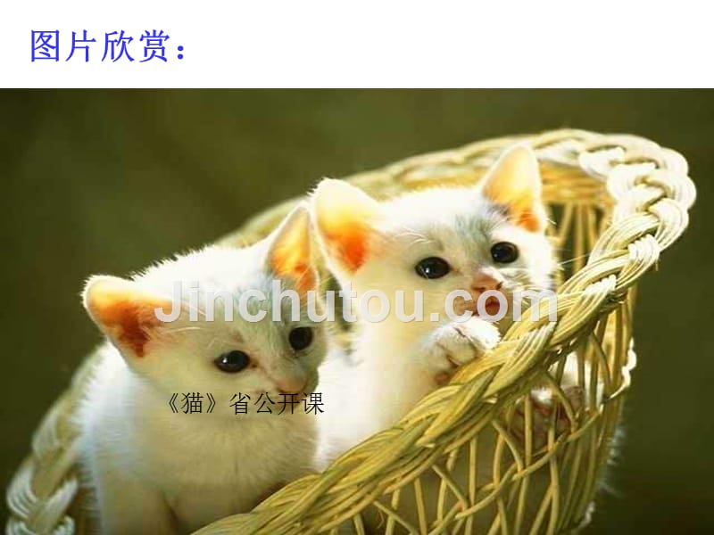 初中语文《猫》公开课课件.._第1页