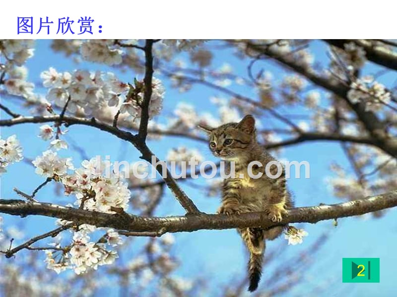初中语文《猫》公开课课件.._第2页