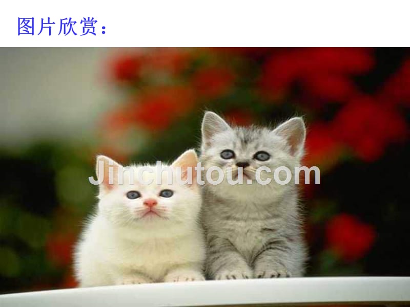 初中语文《猫》公开课课件.._第3页