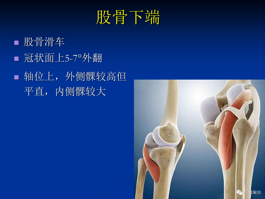 膝关节解剖基础_第4页