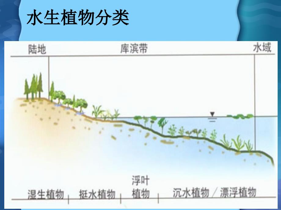 科教版小学三年级科学上册第一单元水生植物_第3页