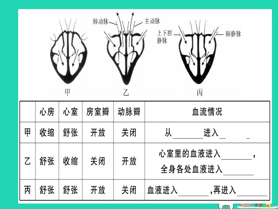 2019七年级生物下册 第四单元 第四章 第三节 输送血液的泵&mdash;&mdash;心脏（第1课时 心脏的结构和功能）习题课件 （新版）新人教版_第3页