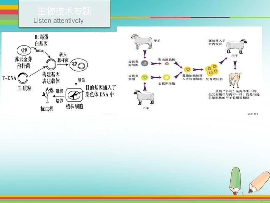 2019年中考生物 第九单元 二 生物技术专题复习课件_第5页