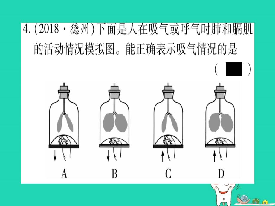 2019年中考生物 第2单元 第3章 健肺强肾 精力充沛复习习题课件 冀教版_第3页