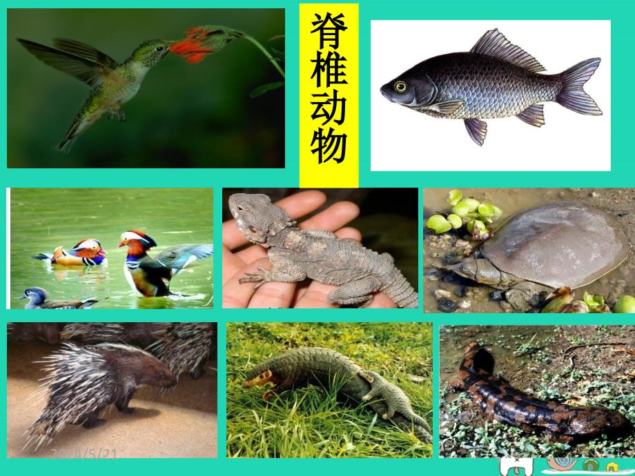 2018-2019年八年级生物上册 5.1.4鱼课件 （新版）新人教版_第3页