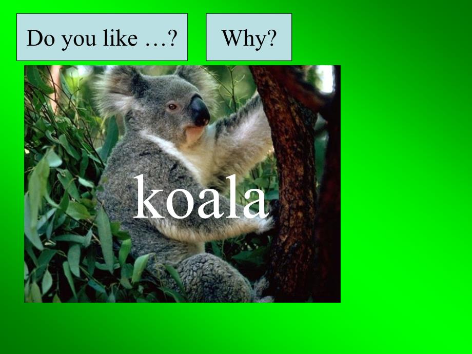 【5A文】Why do you like koalas课件16_第4页