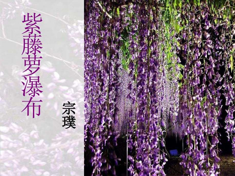【5A文】初中语文课件：紫藤萝瀑布_第1页