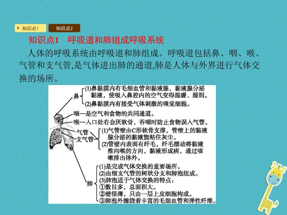 2018七年级生物下册 10.2 人体细胞获得氧气的过程课件1 （新版）北师大版_第2页