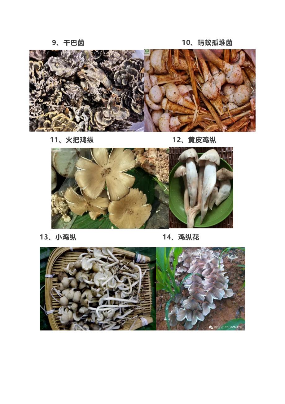 云南野生菌图片、做法、价格、采摘区域大全.doc_第4页