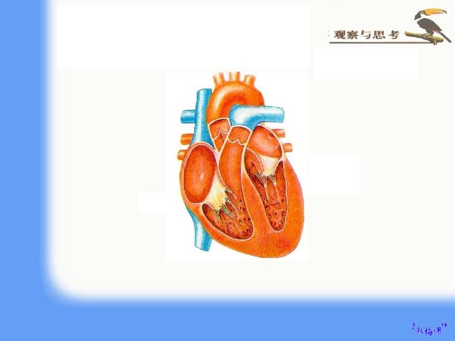 教学目标1知识目标(1)描述心脏的结构及功能(2)概_第4页