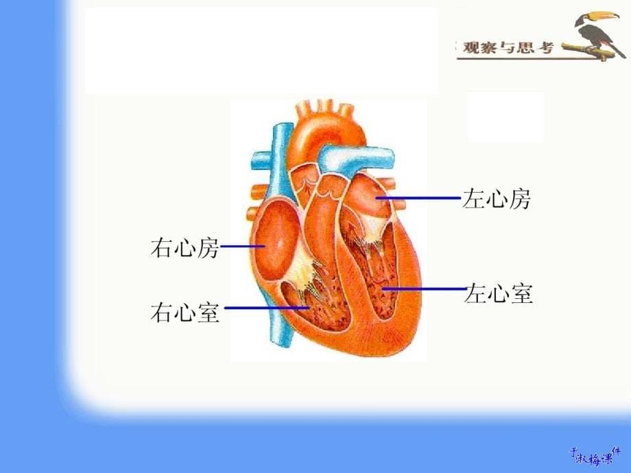 教学目标1知识目标(1)描述心脏的结构及功能(2)概_第5页