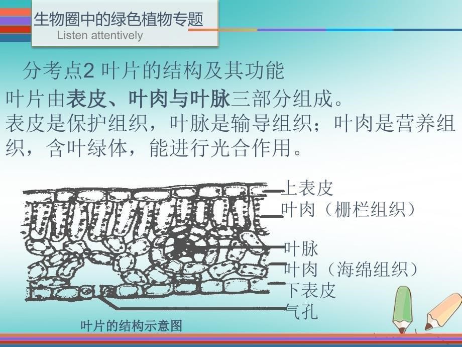 2019年中考生物 第九单元 五 生物圈中的绿色植物专题复习课件_第5页