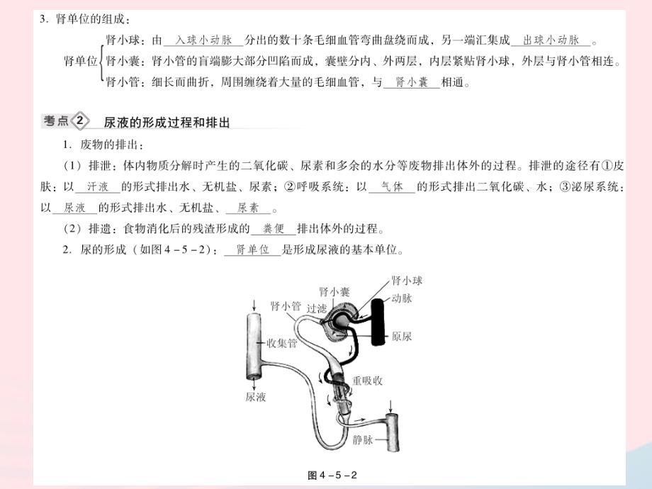 2019年中考生物总复习 第四单元 第五章 人体内废物的排出课件_第4页