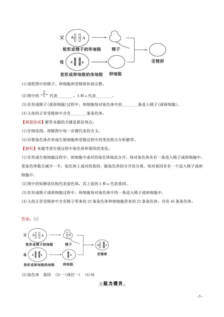 2019版八年级生物下册 第七单元 生物圈中生命的延续和发展 第二章 生物的遗传和变异 2 基因在亲子代间的传递一课三练 提能培优 （新版）新人教版_第5页