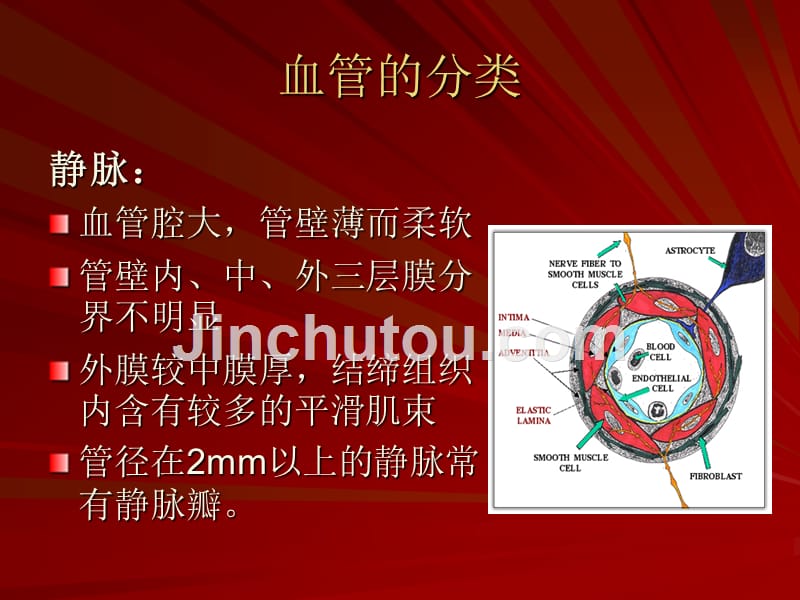 脑血管图资料_第3页