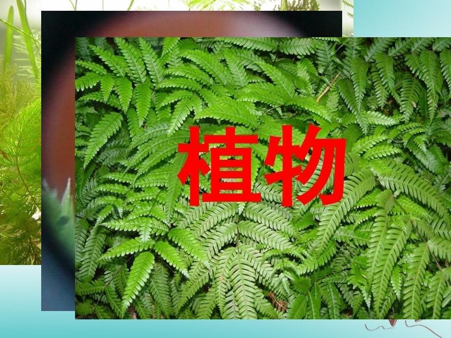 七年级生物上册 第1单元第1章 第1节我们周围的生物课件 （新版）苏教版_第5页