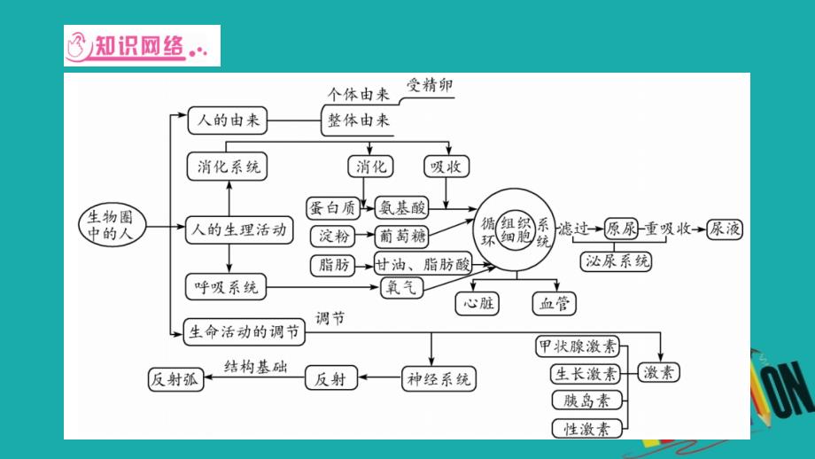 2018中考生物总复习 知能综合突破 专题3 生物圈中的人课件 北师大版_第2页