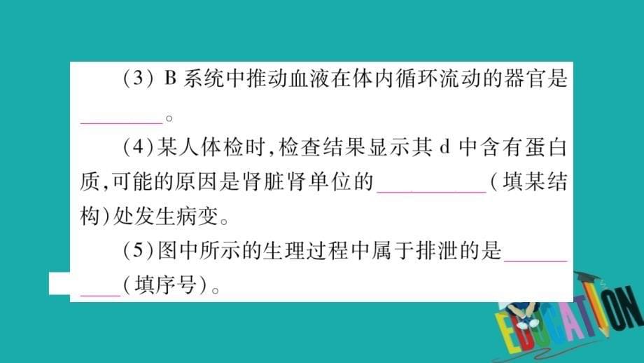 2018中考生物总复习 知能综合突破 专题3 生物圈中的人课件 北师大版_第5页