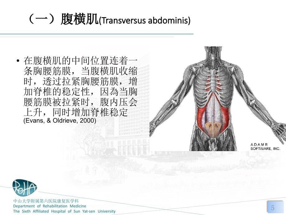 核心肌群的训练_第5页