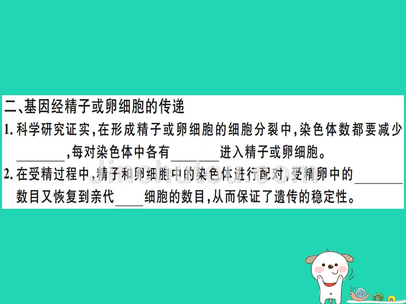 2019春八年级生物下册 第七单元 第二章 第二节 基因在亲子代间的传递习题课件 （新版）新人教版_第3页