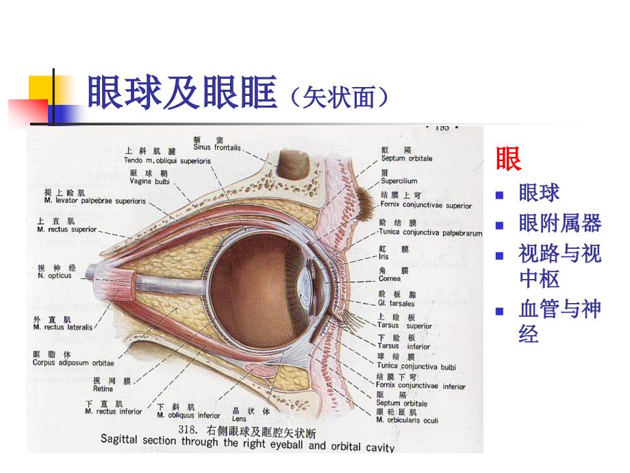 眼球解剖生理(一)_第4页