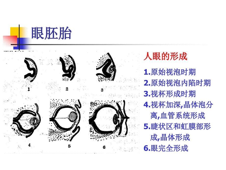 眼球解剖生理(一)_第5页