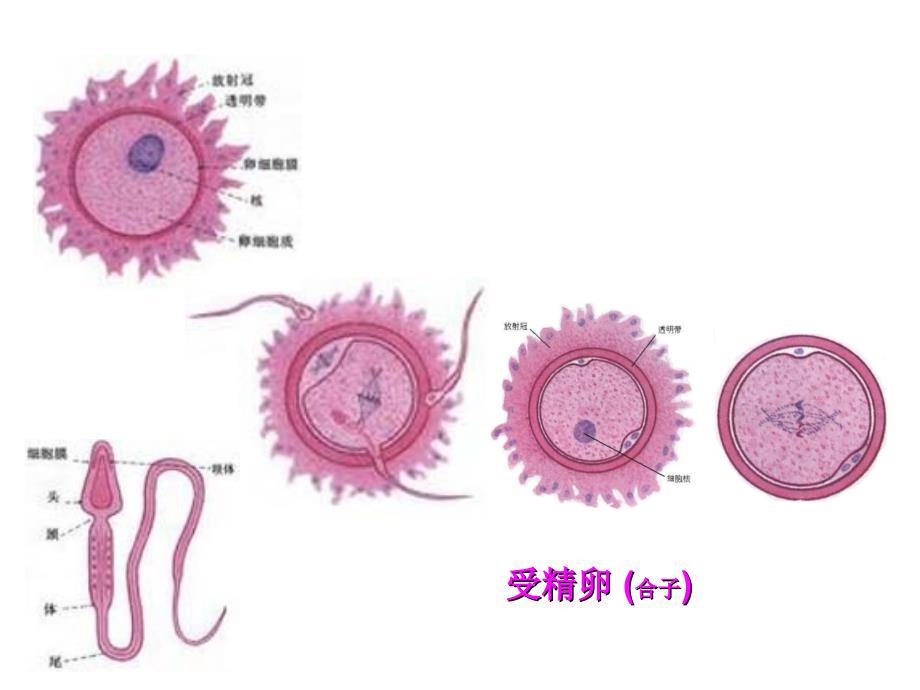 发育过程中的细胞增殖分化_第4页