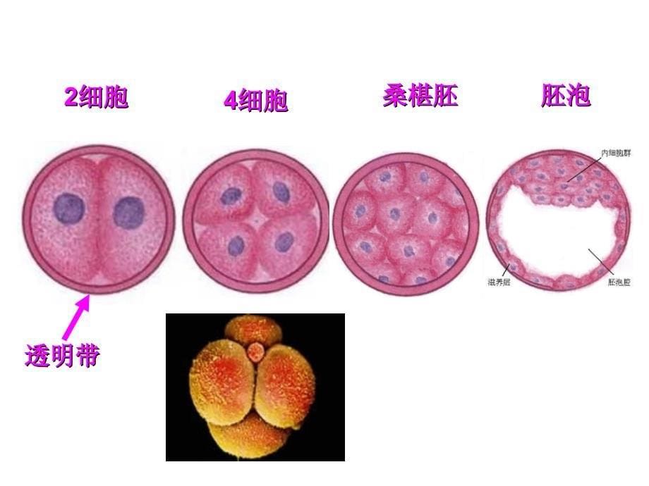 发育过程中的细胞增殖分化_第5页