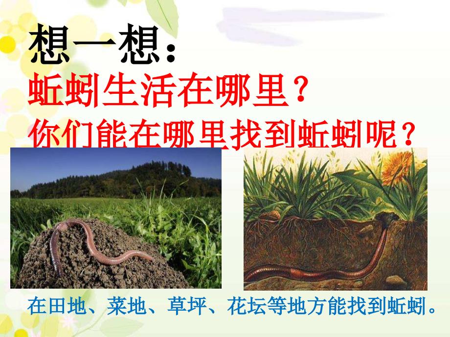 青岛版一年级科学下13蚯蚓的家_第3页