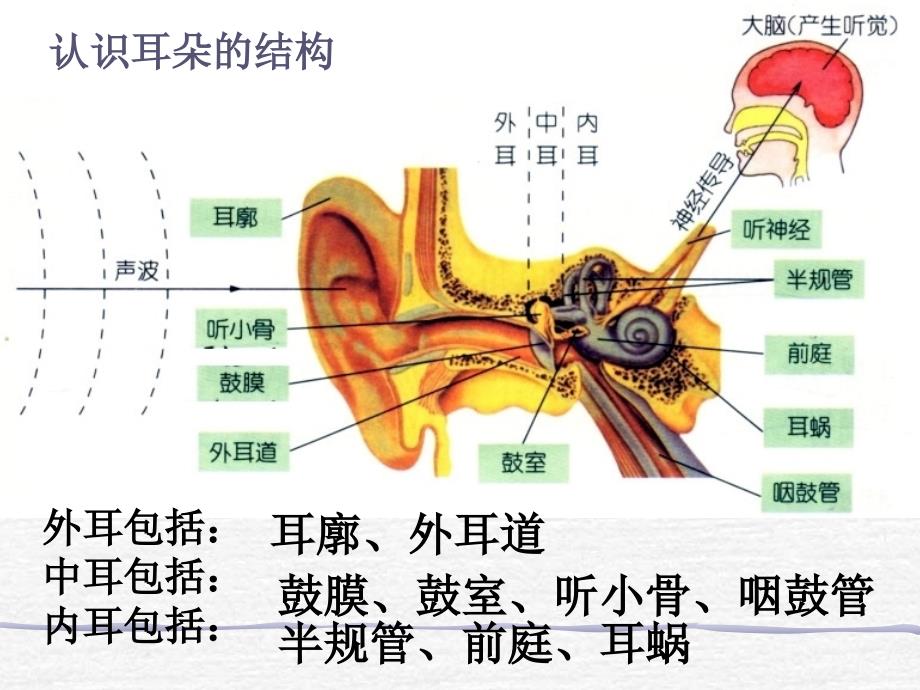 耳的结构与听觉形成_第3页