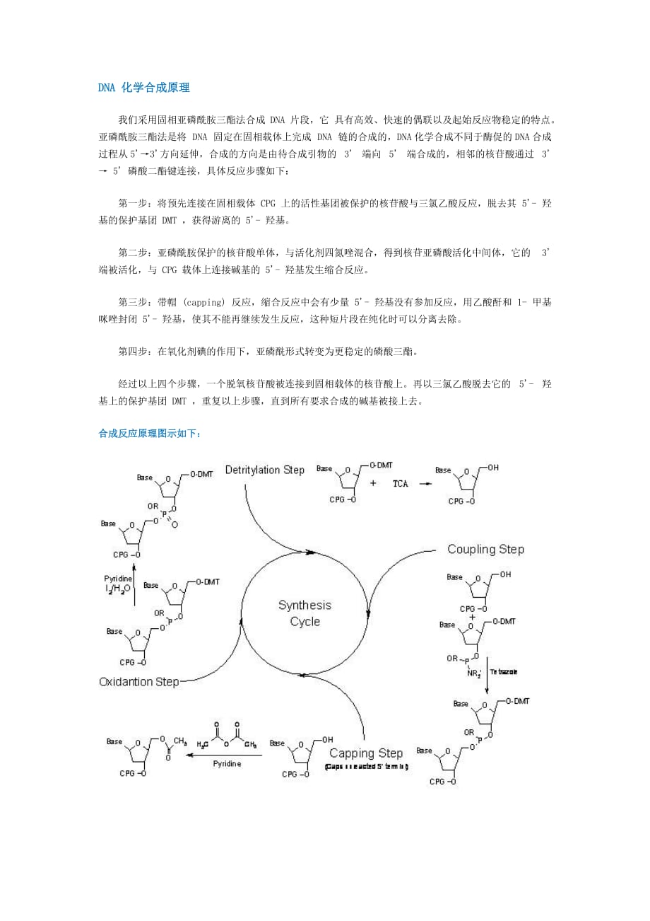 dna 化学合成_第2页