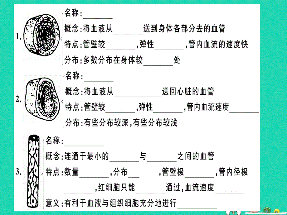 2019七年级生物下册 第四单元 第四章 第二节 血液的管道&mdash;&mdash;血管习题课件 （新版）新人教版_第3页