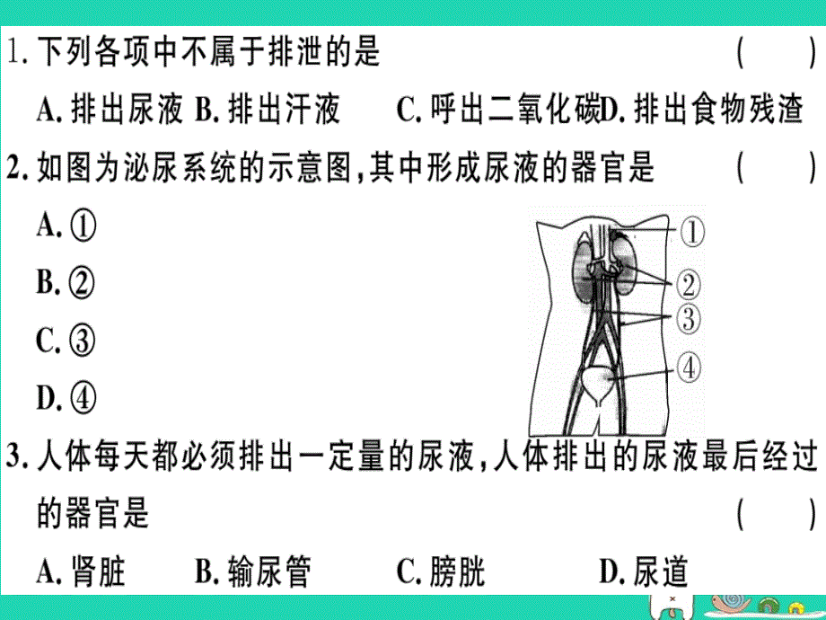 2019七年级生物下册 第四单元 第五章 人体内废物的排出检测卷课件 （新版）新人教版_第2页