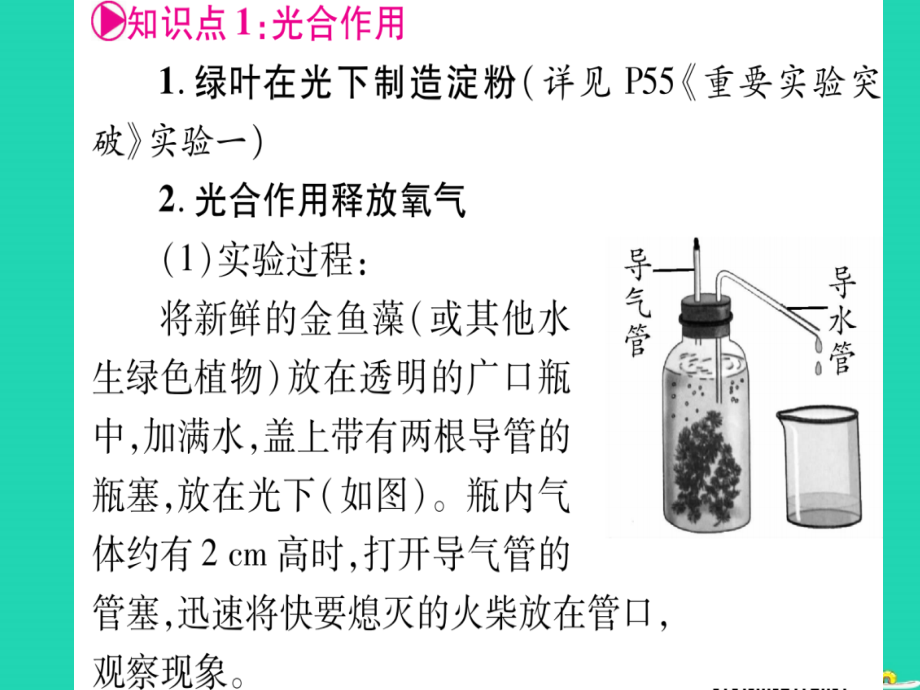 2019年中考生物 第3单元 第3章 叶的光合作用 第4章 呼吸作用和蒸腾作用 第5章 绿色植物在生物圈中的作用教材复习课件 冀教版_第2页