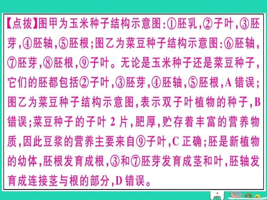 2019春八年级生物下册 专题三 绿色开花植物的一生习题课件 （新版）新人教版_第5页