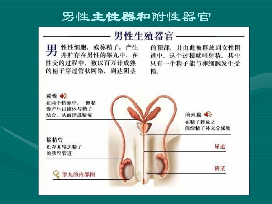 复旦大学健康教育课件《性卫生和性健康》_第4页