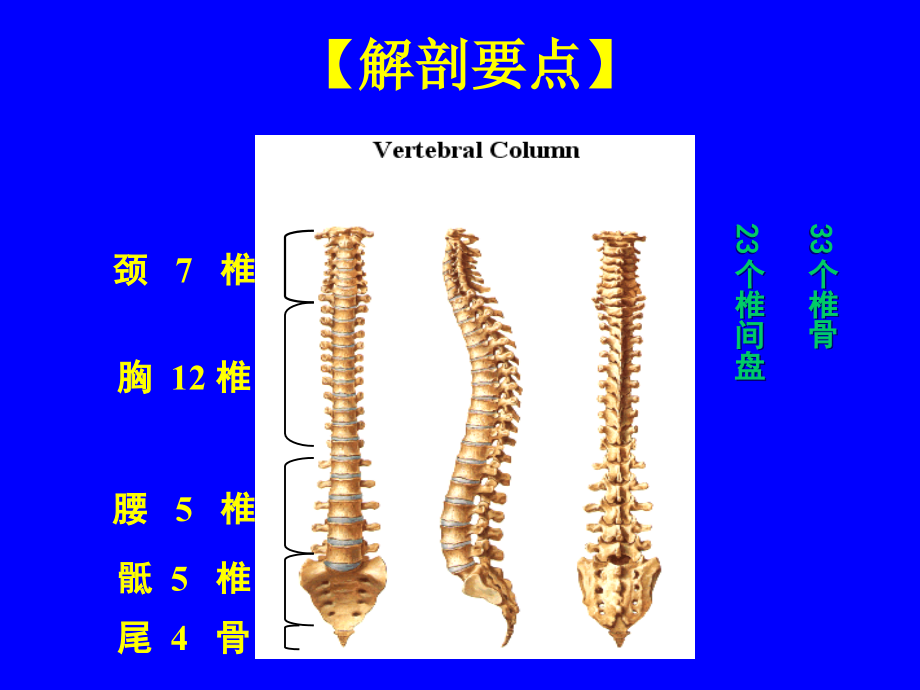 同济外科学课件之脊柱脊髓损伤及骨盆骨折_第4页