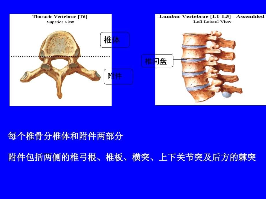 同济外科学课件之脊柱脊髓损伤及骨盆骨折_第5页