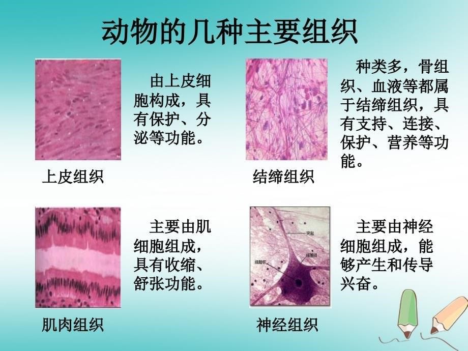 七年级生物上册 4.2《多细胞生物体的组成》课件 （新版）苏教版_第5页