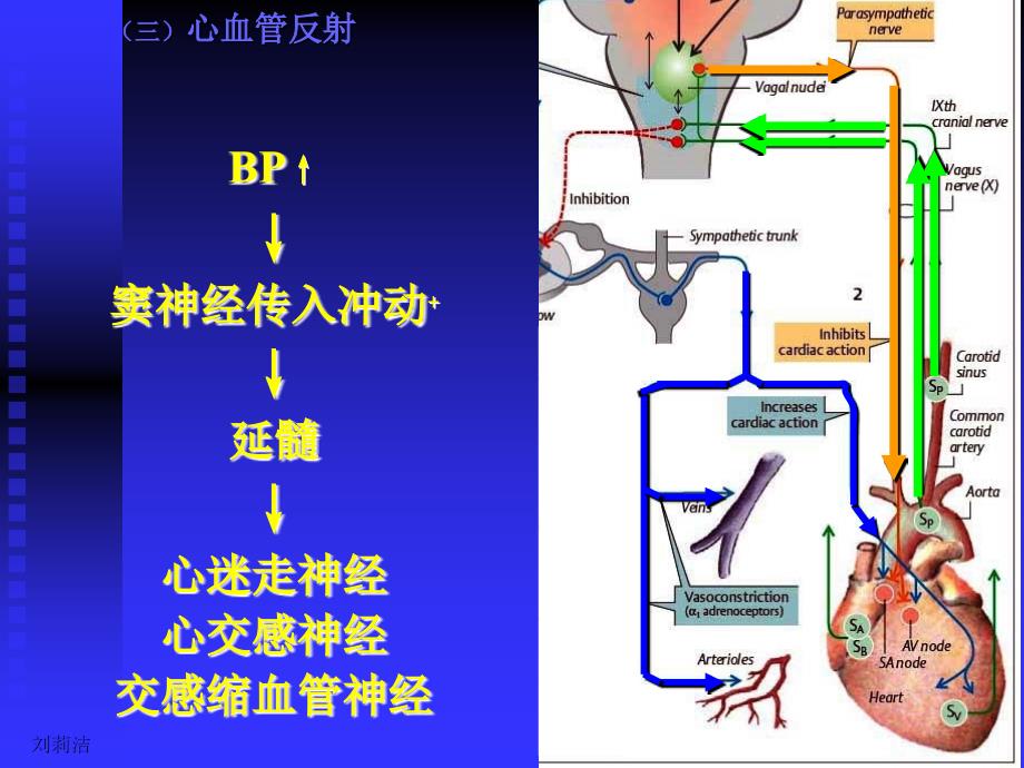 生理学课件-呼吸(人卫第七版)[1]1_第4页