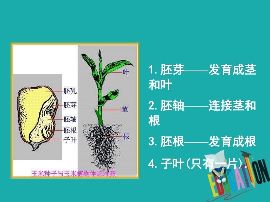 七年级生物上册 第三单元 第1章 第2节 种子植物课件 （新版）新人教版_第5页