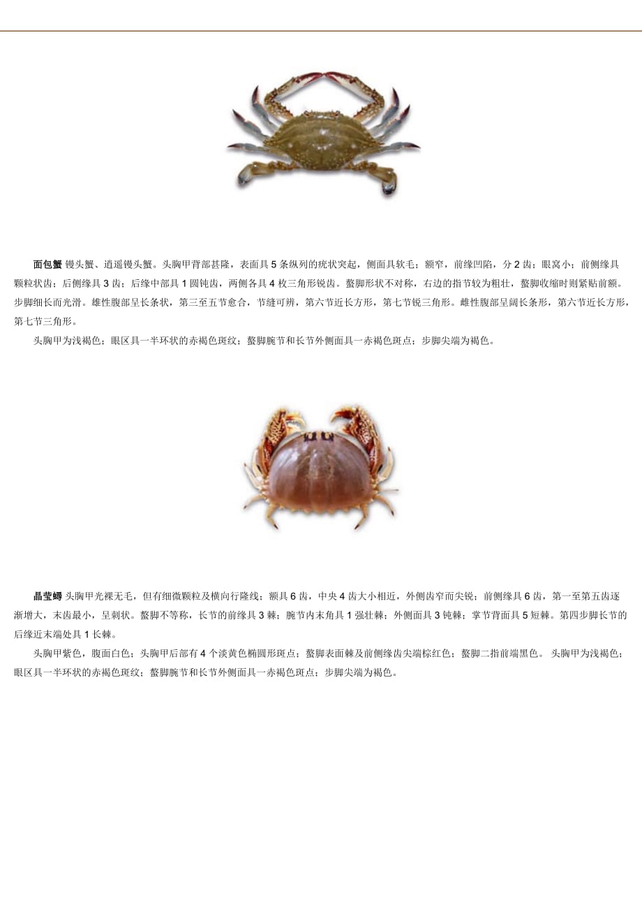 螃蟹的种类_第3页