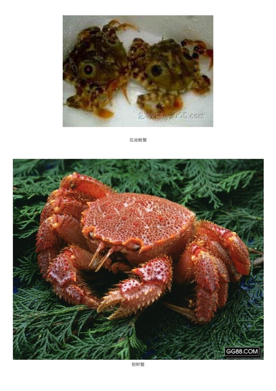 螃蟹的种类_第5页