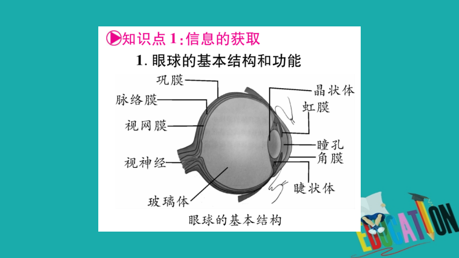 2018中考生物总复习 七下 第2单元 第4、5章教材考点梳理课件 冀教版_第2页